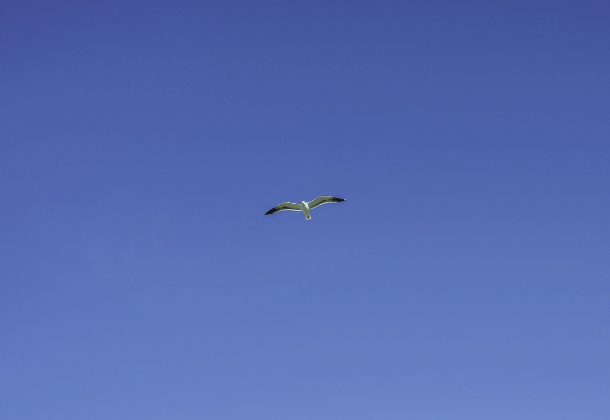 A seagull is centered in the middle of a great blue sky.
